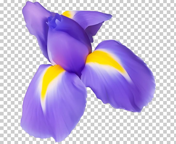 Flower PNG, Clipart, Bones, Clip Art, Color, Desktop Wallpaper, Digital Image Free PNG Download
