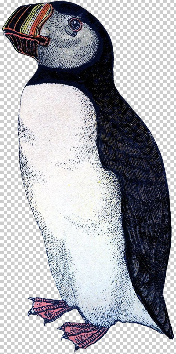 Puffin King Penguin Beak Fauna PNG, Clipart, Animals, Beak, Bird, Charadriiformes, Fauna Free PNG Download