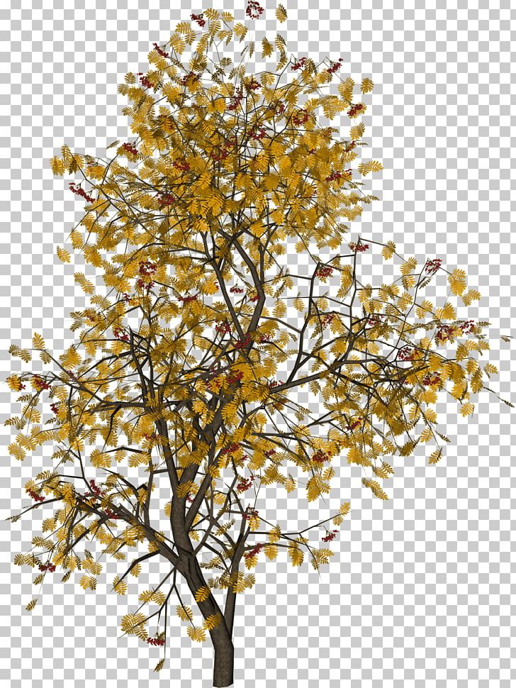 Tree Photography Juglans PNG, Clipart, Autumn, Birch, Branch, Download, Golden Leaves Free PNG Download