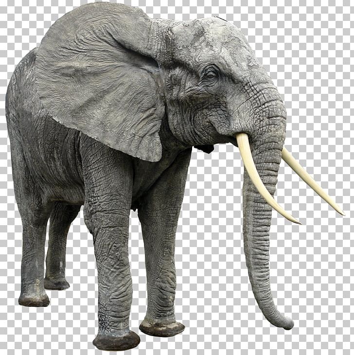 African Bush Elephant African Forest Elephant Indian Elephant PNG ...