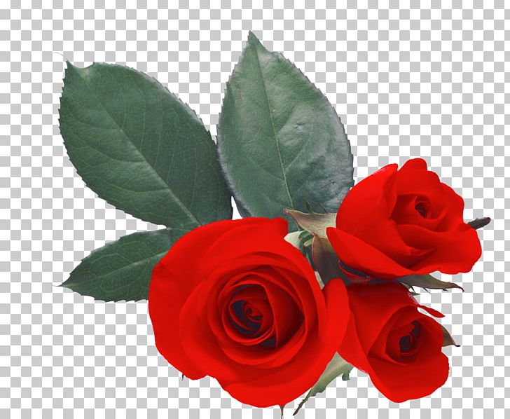 Desktop Love Rose Heart PNG, Clipart, Cut Flowers, Desktop Wallpaper, Flo, Floribunda, Flower Free PNG Download