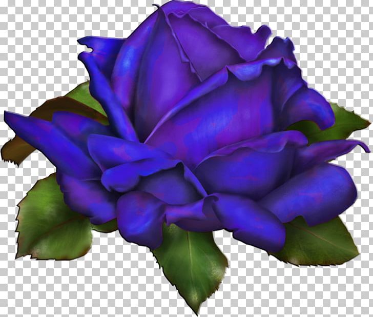 Drawing Rose PNG, Clipart, Blue, Blue Rose, Cobalt Blue, Color, Cut Flowers Free PNG Download