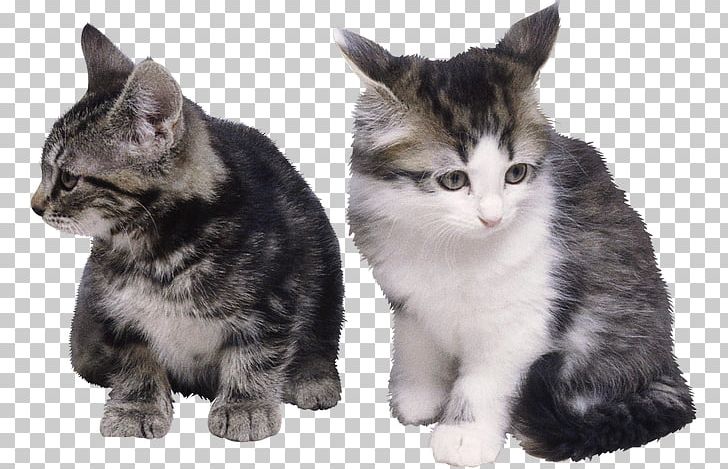 Persian Cat British Shorthair Himalayan Cat Siamese Cat Kitten PNG, Clipart, American Shorthair, Animal, Animals, Breed, Cat Like Mammal Free PNG Download