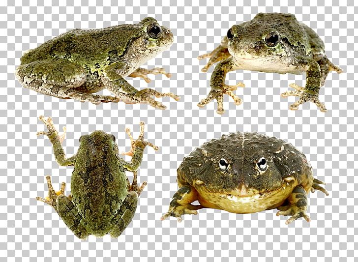 True Frog PNG, Clipart, American Bullfrog, Amphibian, Animal, Animals, Bullfrog Free PNG Download