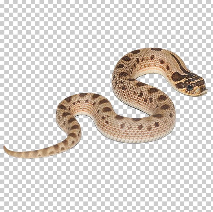 Boa Constrictor Hognose Snake Snakes Reptile Green Anaconda PNG, Clipart, Anaconda, Animal, Animals, August 5, Boa Constrictor Free PNG Download
