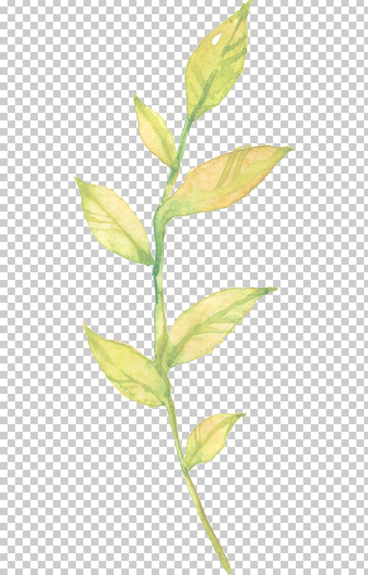 Leaf Plant Stem Grasses PNG, Clipart, Aloe Vera, Aloe Vera Watercolour, Grasses, Grass Family, Leaf Free PNG Download