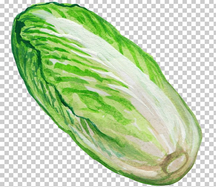 Napa Cabbage Vegetable Illustration PNG, Clipart, Brassica Oleracea, Cabbage, Capsicum Annuum, Chinese, Chinese Free PNG Download