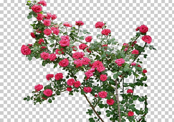Rose Flower PNG, Clipart, Annual Plant, China Rose, Cut Flowers, Editing, Floral Design Free PNG Download