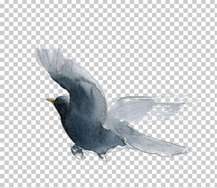 American Crow American Sparrows Beak Feather PNG, Clipart, American Crow, American Sparrows, Animals, Bale, Beak Free PNG Download