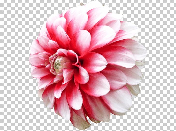 Dahlia Cut Flowers Daisy Family PNG, Clipart, Blue, Chrysanthemum, Cut Flowers, Dahlia, Daisy Family Free PNG Download