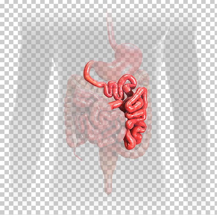 Jejunum Small Intestine Duodenum Gastrointestinal Tract Ileum PNG, Clipart, Anatomy, Cecum, Duodenum, Esophagus, Flesh Free PNG Download