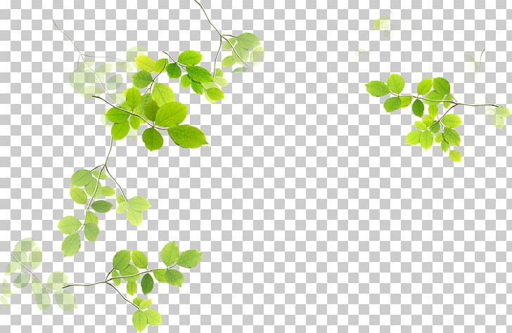 Leaf Green Euclidean PNG, Clipart, Adobe Illustrator, Autumn Leaf, Background, Banner, Banner Background Free PNG Download