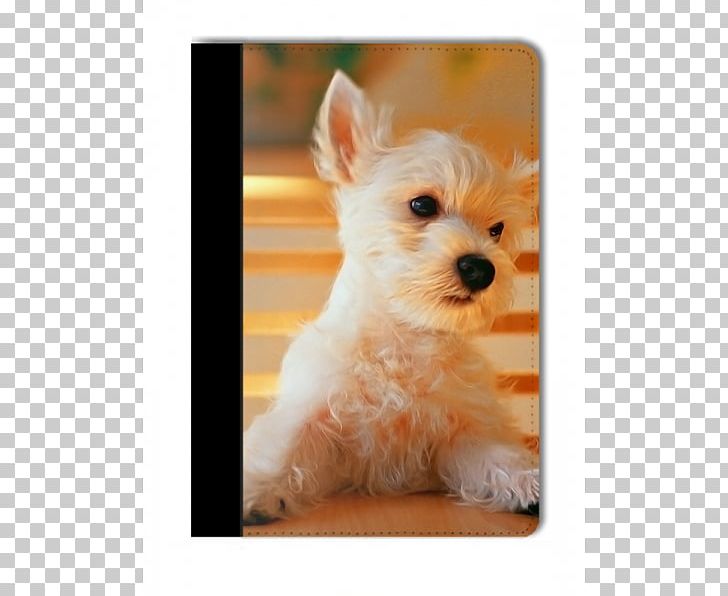 Puppy Maltese Dog Pet Sitting Desktop PNG, Clipart, Animals, Bark, Carnivoran, Cat, Companion Dog Free PNG Download