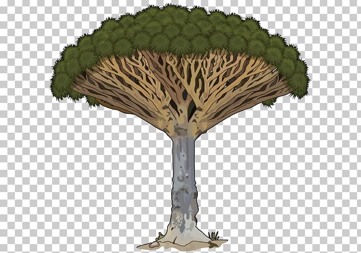 Tree Dracaena Draco Tenerife Government Of The Canary Islands Macaronesia PNG, Clipart, Canal, Canary Islands, Dracaena, Dracaena Draco, Drago Free PNG Download