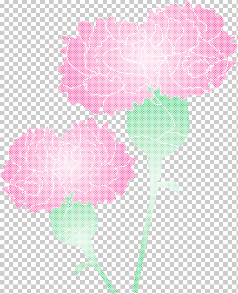 Mothers Day Carnation Mothers Day Flower PNG, Clipart, Carnation, Dianthus, Flower, Hydrangea, Leaf Free PNG Download