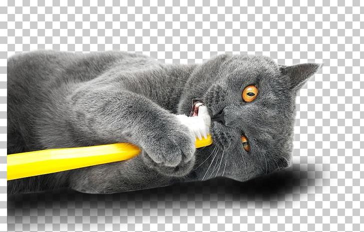 Dog Cat Oral Hygiene Teeth Cleaning Veterinary Dentistry PNG, Clipart, British Shorthair, Carnivoran, Cat, Cat Like Mammal, Chartreux Free PNG Download