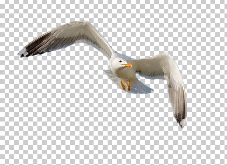 European Herring Gull Gulls Bird Beak Feather PNG, Clipart, Animals, Beak, Bird, Charadriiformes, Eagle Free PNG Download