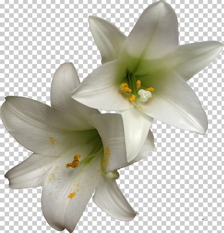 Petal Lily M PNG, Clipart, Flower, Flowering Plant, Lilly, Lily, Lily Family Free PNG Download