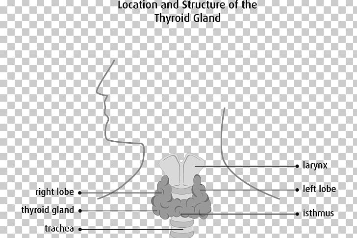 Thyroid Cancer Thyroid Disease Thyroid Isthmus PNG, Clipart, Angle, Arm, Canadian Cancer Society, Circle, Diagram Free PNG Download