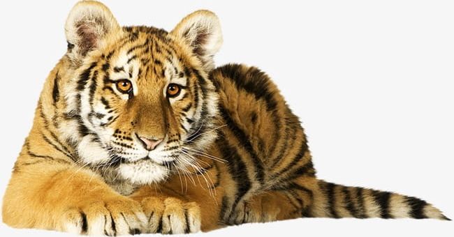 Tiger PNG, Clipart, Animal, Raptor, Real, Tiger, Tiger Clipart Free PNG Download