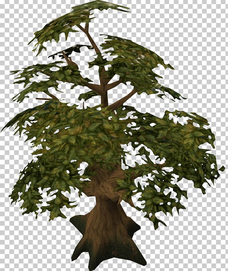 Tree Oak Woody Plant RuneScape PNG, Clipart, Bonsai, Branch, Experience Point, Flowerpot, Houseplant Free PNG Download