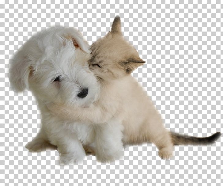 West Highland White Terrier Dog Breed Rare Breed (dog) Puppy Education PNG, Clipart, Animal, Animal Language, Animals, Carnivoran, Companion Dog Free PNG Download