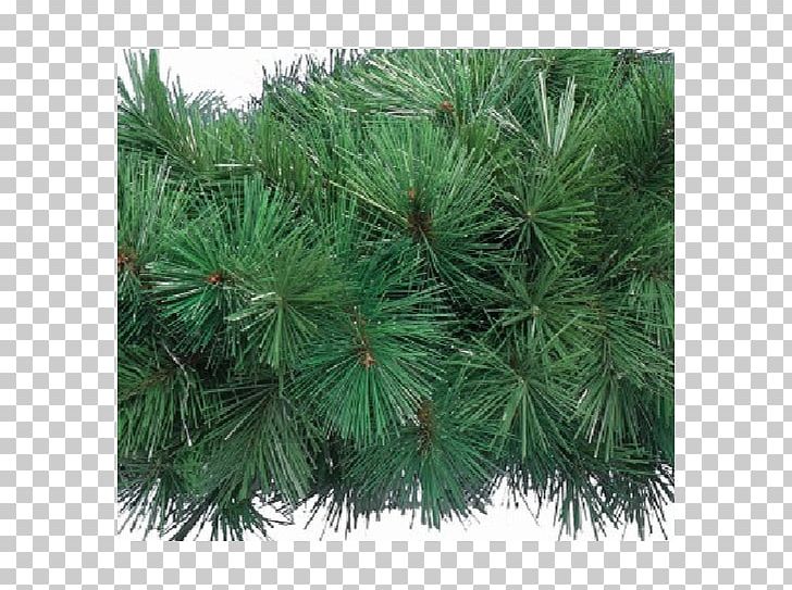 Pine Spruce Fir Larch Biome PNG, Clipart, Biome, Branch, Branching, Casuarina, Conifer Free PNG Download
