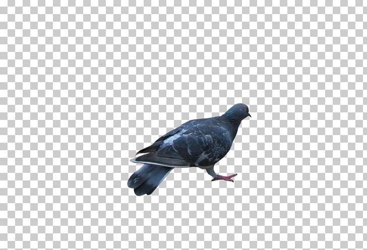 Columbidae Rock Dove Stock Dove Homing Pigeon PNG, Clipart, American Crow, Animal, Beak, Bird, Columbidae Free PNG Download