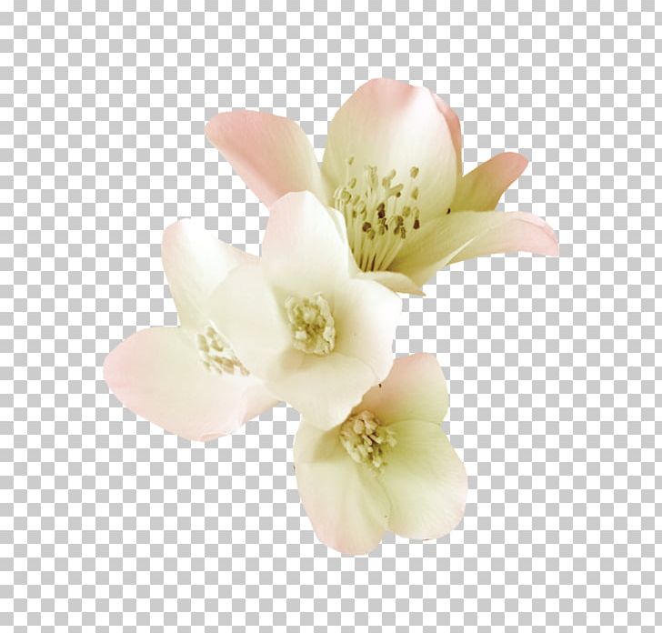 Flower Plant PNG, Clipart, Blossom, Cut Flowers, Download, Encapsulated Postscript, Flower Free PNG Download