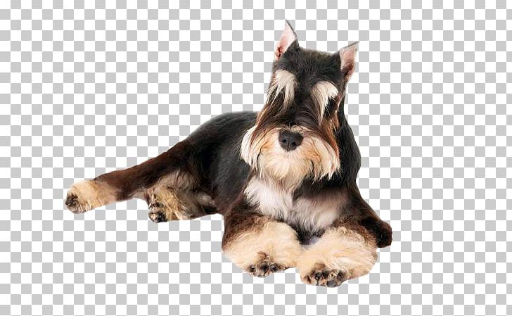 Miniature Schnauzer Puppy Scottish Terrier German Pinscher PNG, Clipart, Breed, Carnivoran, Companion Dog, Dog, Dog Breed Free PNG Download