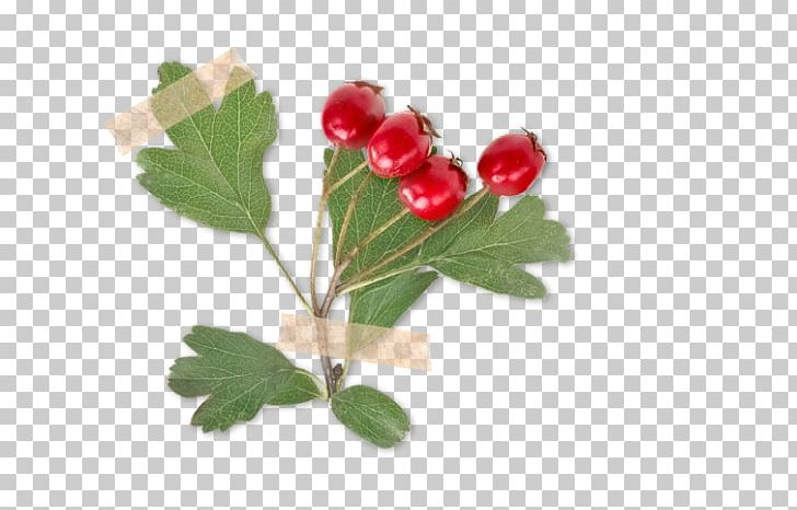 Crataegus Laevigata Rose Hip Berry Herb Thorns PNG, Clipart, Berry, Common Verbena, Crataegus Laevigata, Dogrose, Flower Free PNG Download