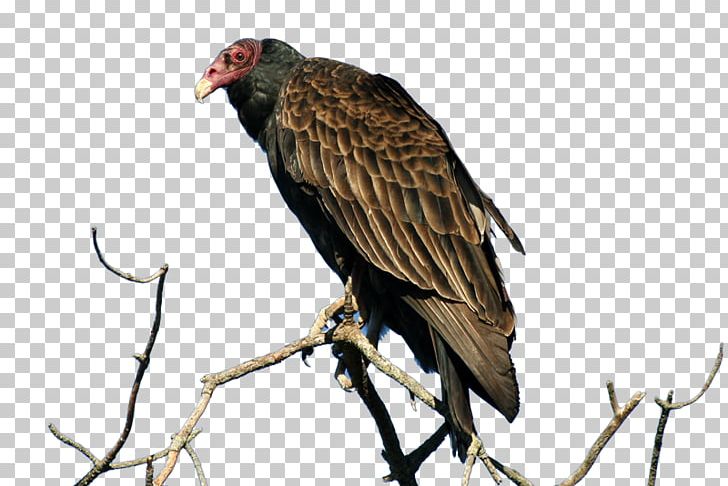 Eagle Turkey Vulture Penguin Bird Of Prey PNG, Clipart, Accipitriformes, Animals, Beak, Bird, Bird Of Prey Free PNG Download