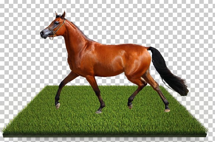 Mare Foal Stallion Colt PNG, Clipart, Bridle, Colt, Deviantart, Foal, Grass Free PNG Download