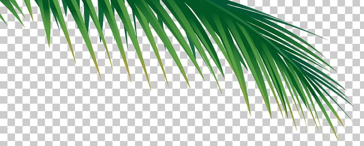 Palm Branch Arecaceae Palm-leaf Manuscript Frond PNG, Clipart, Arecaceae, Arecales, Branch, Chamaerops, Computer Icons Free PNG Download