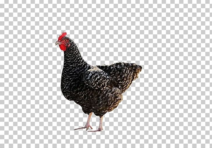 Plymouth Rock Chicken Silkie Houdan Chicken Guineafowl Aquaculture PNG, Clipart, Agriculture, Aloe, Aloe Vera, Aloe Vera Pulp 12 0 1, Aquaculture Free PNG Download