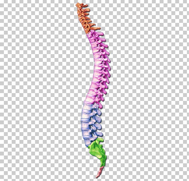 Vertebral Column Human Skeleton Lumbar Vertebrae Atlas PNG, Clipart, Anatomy, Axis, Body Jewelry, Bone, Cervical Vertebrae Free PNG Download