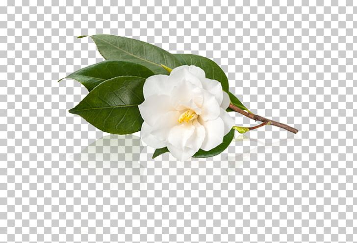 White Tea Camellia Sinensis Japanese Camellia Camellia Oleifera PNG, Clipart, Assam Tea, Camellia, Camellia Oleifera, Camellia Sinensis, Flower Free PNG Download