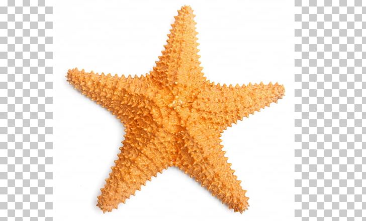 Caribbean Sea Common Starfish Clam PNG, Clipart, Animals, Caribbean Sea, Clam, Common Starfish, Echinoderm Free PNG Download