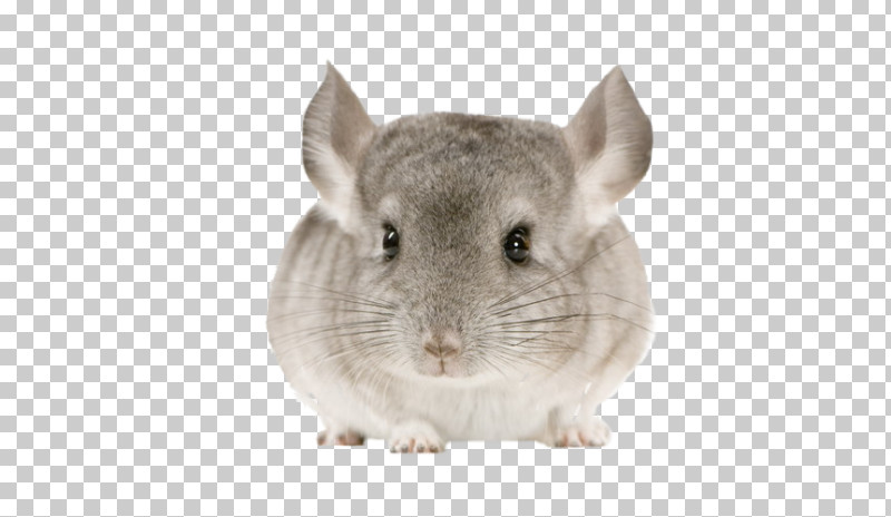 Chinchilla Gerbil Rat Mouse Muridae PNG, Clipart, Chinchilla, Gerbil, Mouse, Muridae, Rabbit Free PNG Download