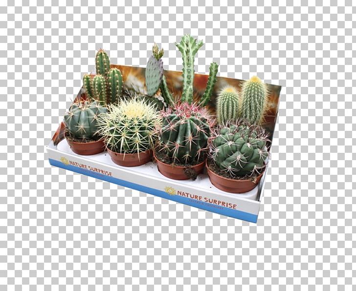 Citroën Cactus M Citroën C4 Cactus Houseplant PNG, Clipart, Aloe Vera, Cactus, Caryophyllales, Citroen, Echinocereus Free PNG Download