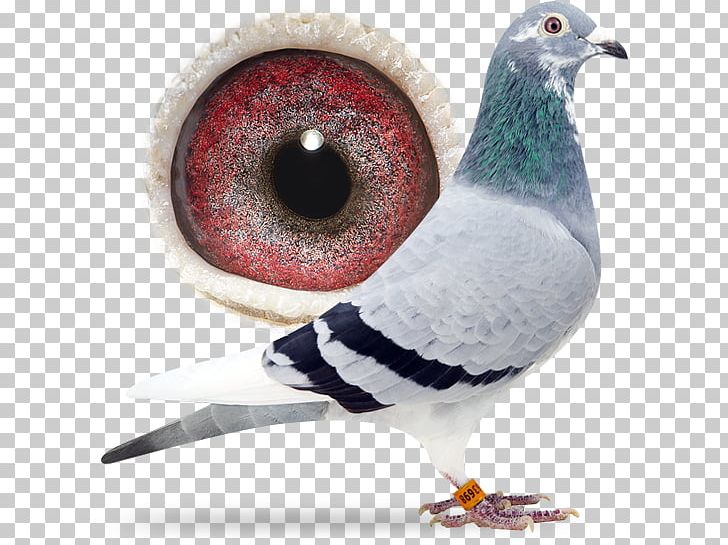 Columbidae Island Delta Racing Homer Android Belgium PNG, Clipart, Android, Beak, Belgium, Bird, Cafe Bazaar Free PNG Download