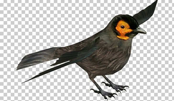 Finch Bird Beak Wattled Smoky Honeyeater PNG, Clipart, Animal, Animals, Beak, Bird, Bird Migration Free PNG Download
