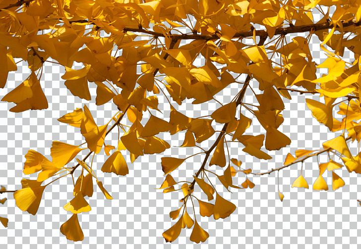 Ginkgo Biloba Twig Tree PNG, Clipart, Adobe Illustrator, Autumn, Autumn Tree, Branch, Branches Free PNG Download