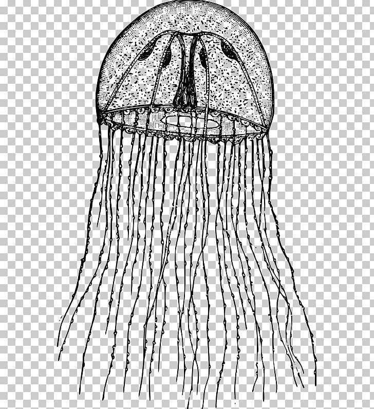 Hydroid PNG, Clipart, Animal, Artwork, Black, Black And White, Clothing Free PNG Download