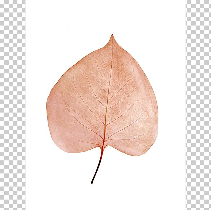 Leaf Peach PNG, Clipart, Leaf, Peach, Watercolor Free PNG Download