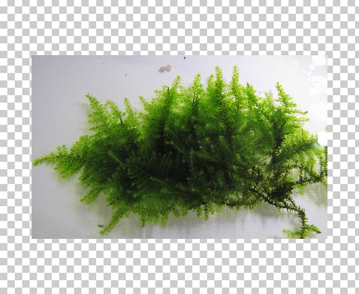 Moss Aquatic Plants Aquarium Shoot Stone PNG, Clipart, Aquarium, Aquatic Plant, Aquatic Plants, Grass, Moss Free PNG Download