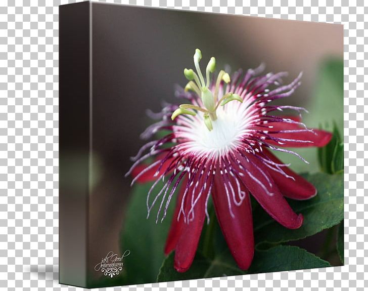 Passion Flower PNG, Clipart, Flora, Flower, Flowering Plant, Miscellaneous, Others Free PNG Download