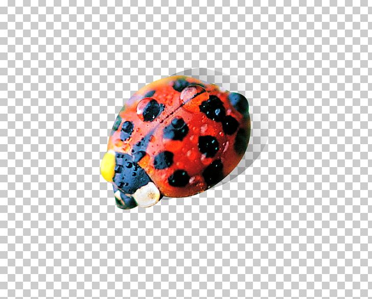 Insect Ladybird PNG, Clipart, Beetle, Coccinella Septempunctata, Cute Ladybug, Download, Encapsulated Postscript Free PNG Download