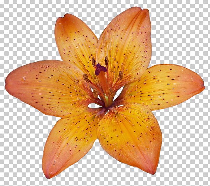 Lilium Bulbiferum Flower Patterns In Nature PNG, Clipart, Alstroemeriaceae, Aromatherapy, Bach Flower Remedies, Embryophyta, Flora Free PNG Download