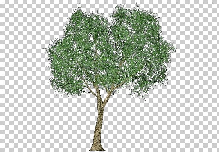 Paper Birch Branch Tree Silver Birch Trunk PNG, Clipart, Birch, Birch Branch, Branch, Cottonwood, Evergreen Free PNG Download